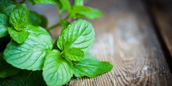 خواص نعناع برای معده