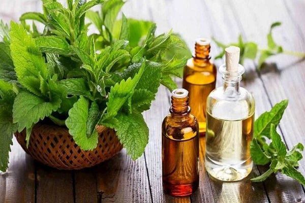 معجزه گیاه نعناع برای رفع مشکلات معده
