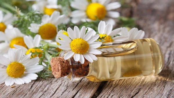 از خواص بابونه غافل نشوید؛ معجزه‌ای برای عفونت و رحم زنان
