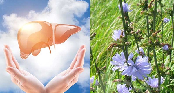 بهترین وقت مصرف عرق کاسنی چه زمانی می باشد؟