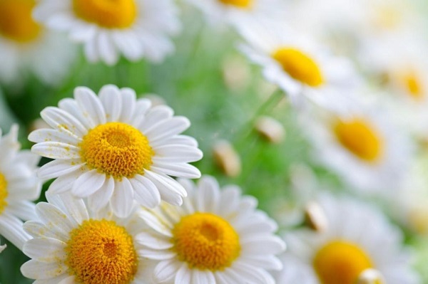 خواص دمنوش بابونه برای زنان