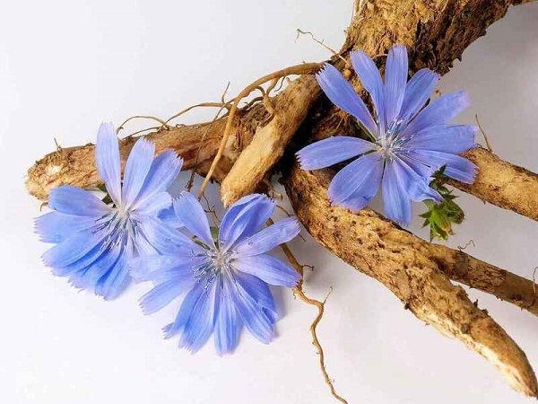 تمام خواص عرق کاسنی برای درمان بیماریها + مضرات